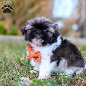 Oliver, Shih Tzu Puppy